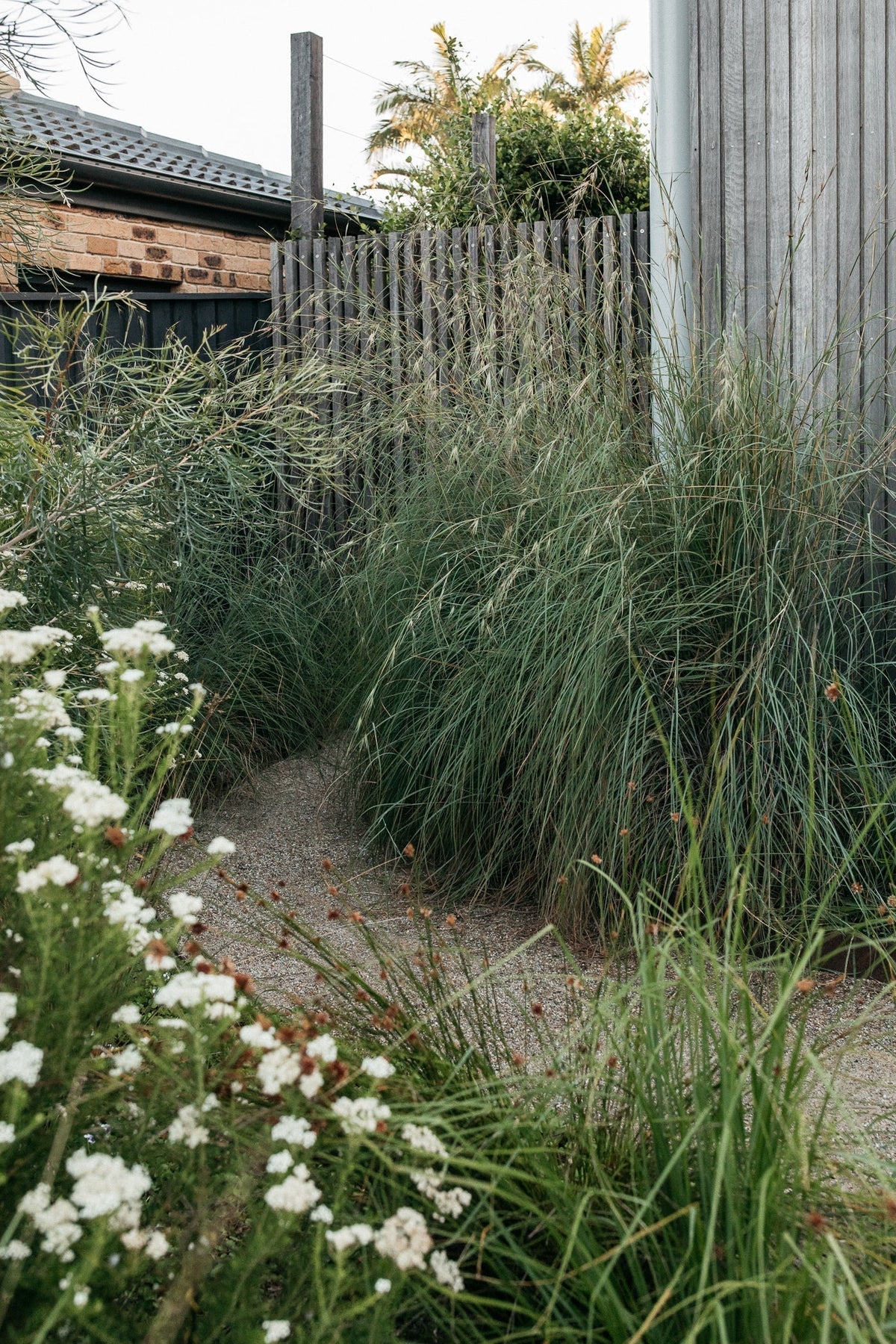43 Australian Native Plants for Coastal Gardens