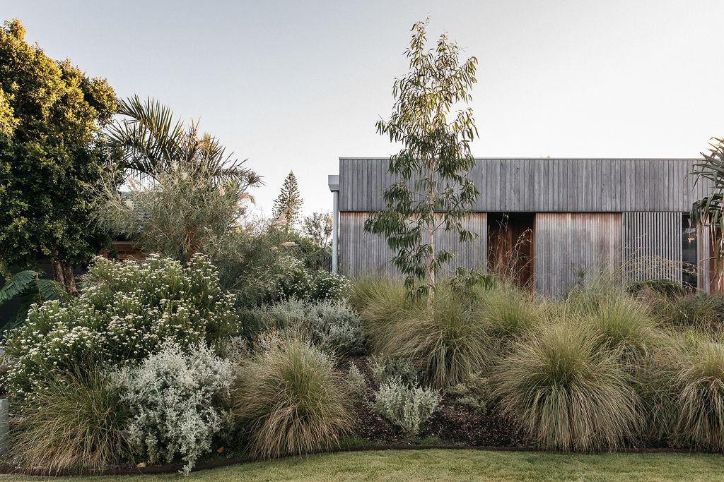 43 Native Australian Plants