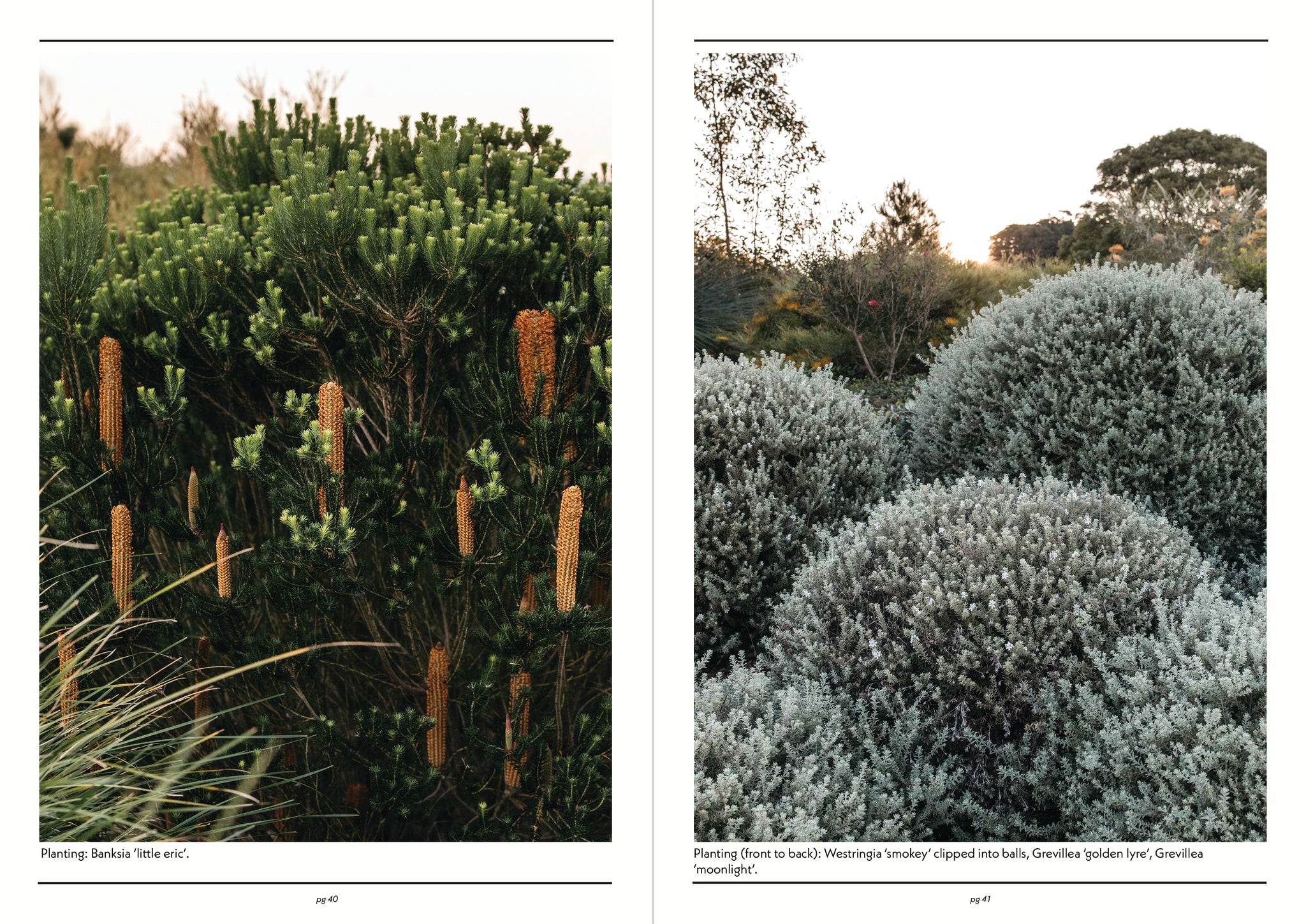 NATIVE PLANT INDEX Guide To Better Gardens